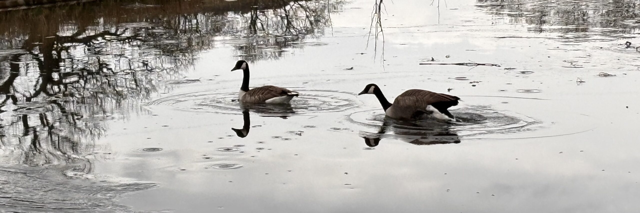 Thawing, and a dash to Chester