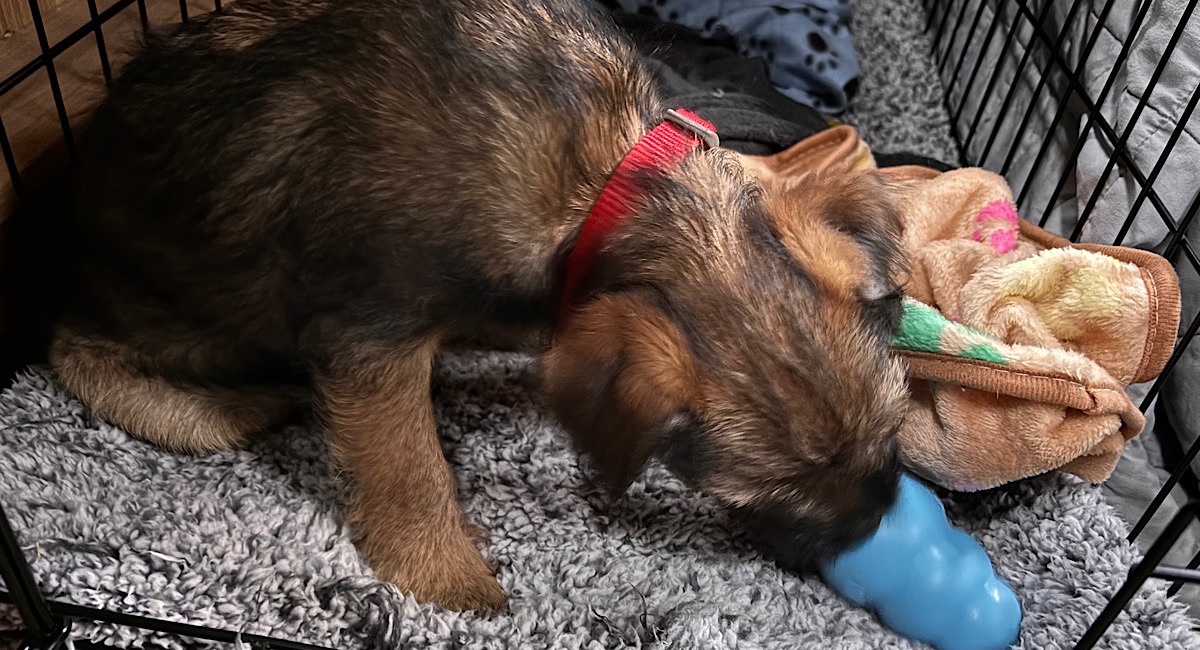 Puppy training session no 2
